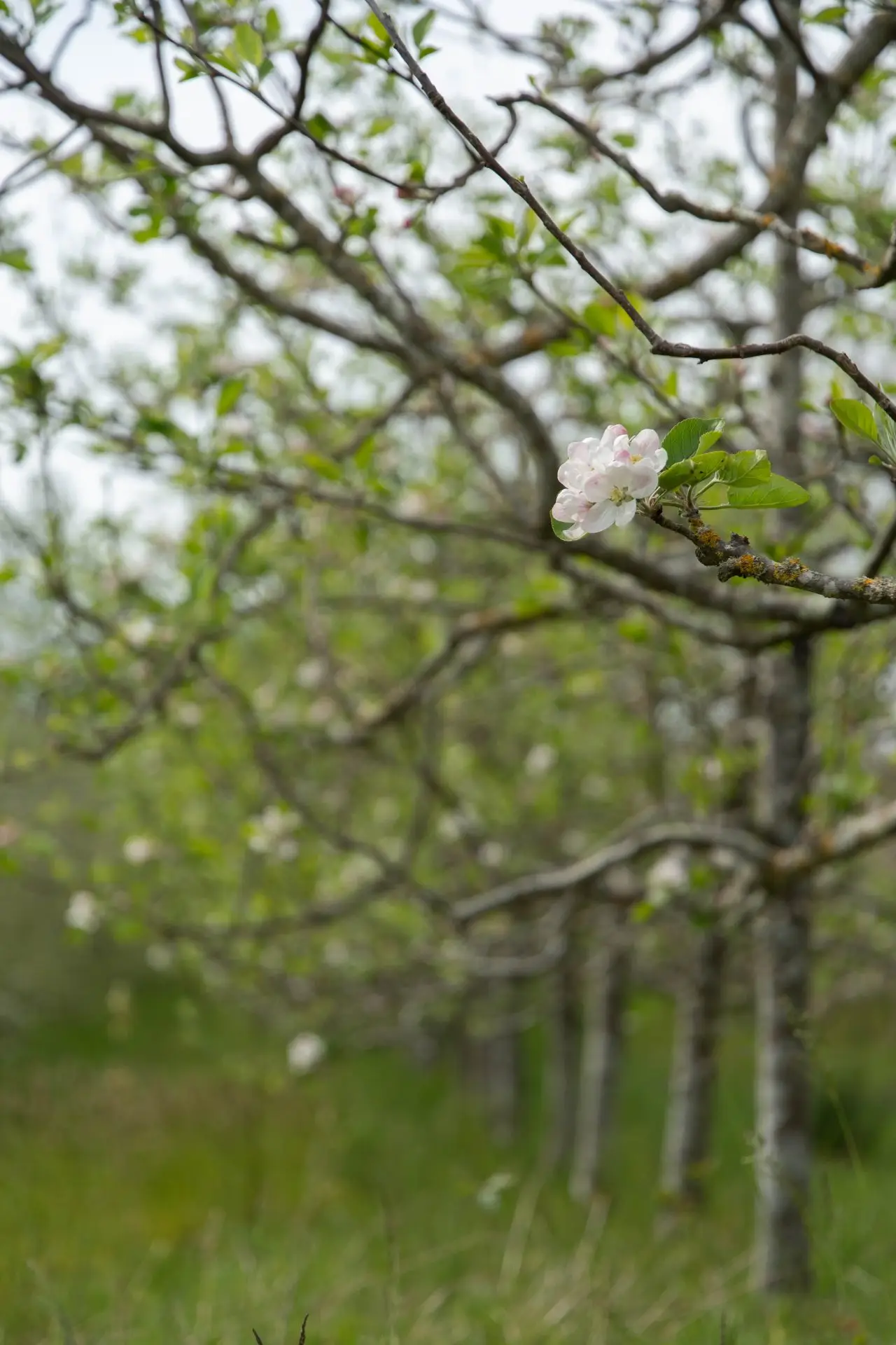 fleur de pommier au milieu d'un verger chez ÊTRE et Al'Terre Égaux préinscription