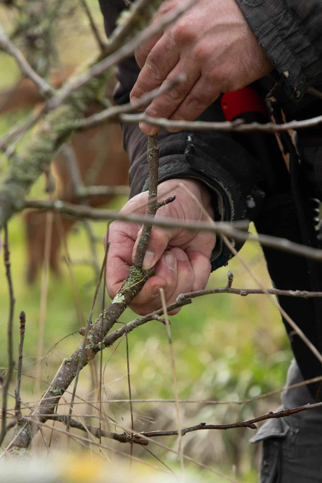 gros plan sur les mains d'un formateur qui explique comment tailler les arbres fruitiers en formations longues Al’Terre Égaux